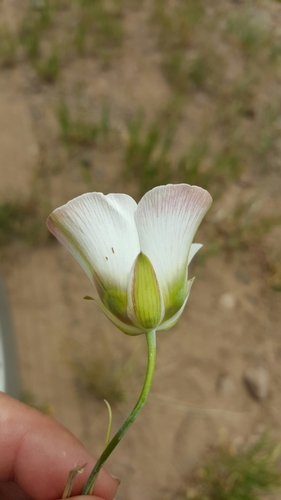 Sego Lily