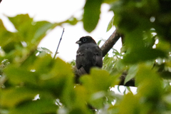 Trogon melanocephalus