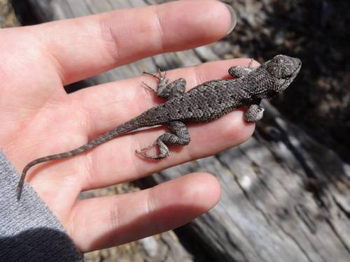 iNaturalist observation photo of Western Fence Lizard