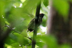 Chiroxiphia linearis