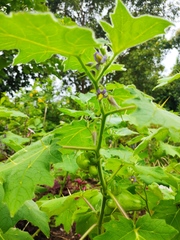 Solanum mammosum