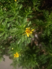Euryops pectinatus