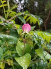 Clematis glaucophylla