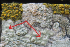 Pertusaria texana