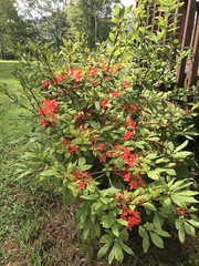 Rhododendron cumberlandense