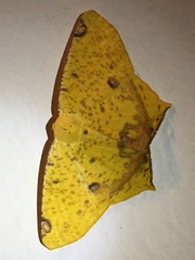 Nepheloleuca illiturata