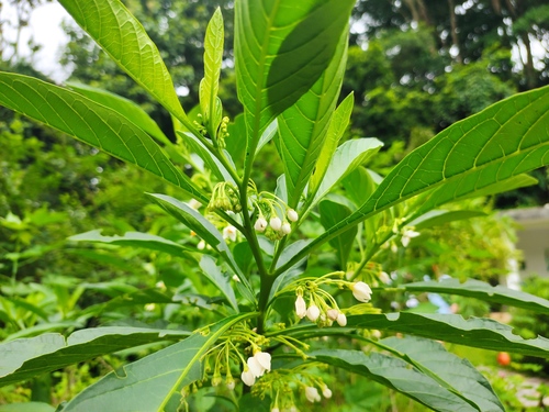 Solanum spirale iNat (2)