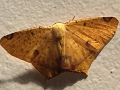 Nepheloleuca illiturata