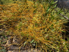 Cuscuta subinclusa