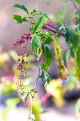 Phytolacca americana