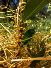 Cuscuta subinclusa