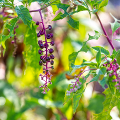 Phytolacca americana