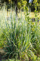 Schizachyrium scoparium