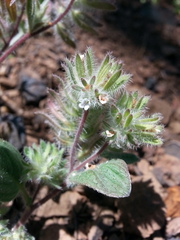 Phacelia phacelioides