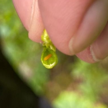 Schizomyia racemicola photo 4