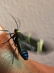 Aclytia