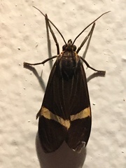 Aclytia