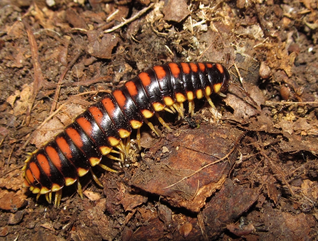 Rudiloria trimaculata