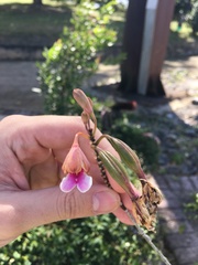 Psychilis macconnelliae