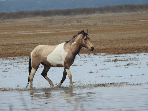 Domestic Horse photographed in Virginia