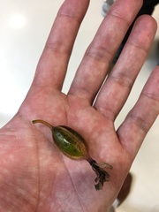 Psychilis macconnelliae