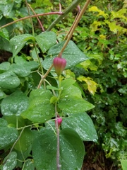 Clematis glaucophylla