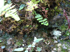 Woodsia obtusa