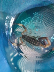 Reddyanus melanodactylus