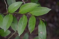 Acacia bakeri