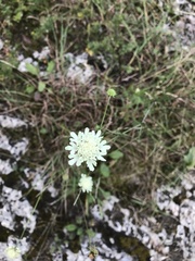 Scabiosa bipinnata