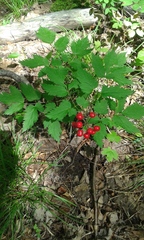 Actaea rubra rubra