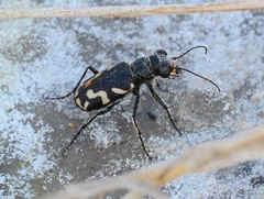Cicindela fulgida