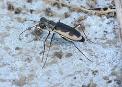 Eunota circumpicta