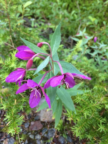 Dwarf Fireweed