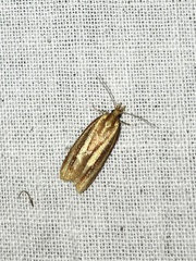 Acleris variana