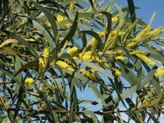 Acacia crassa