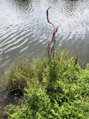 Lythrum salicaria