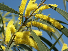 Acacia crassa