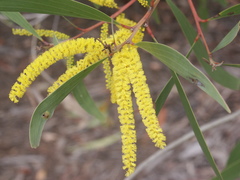 Acacia crassa