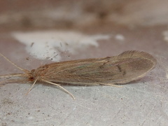 Oecetis inconspicua