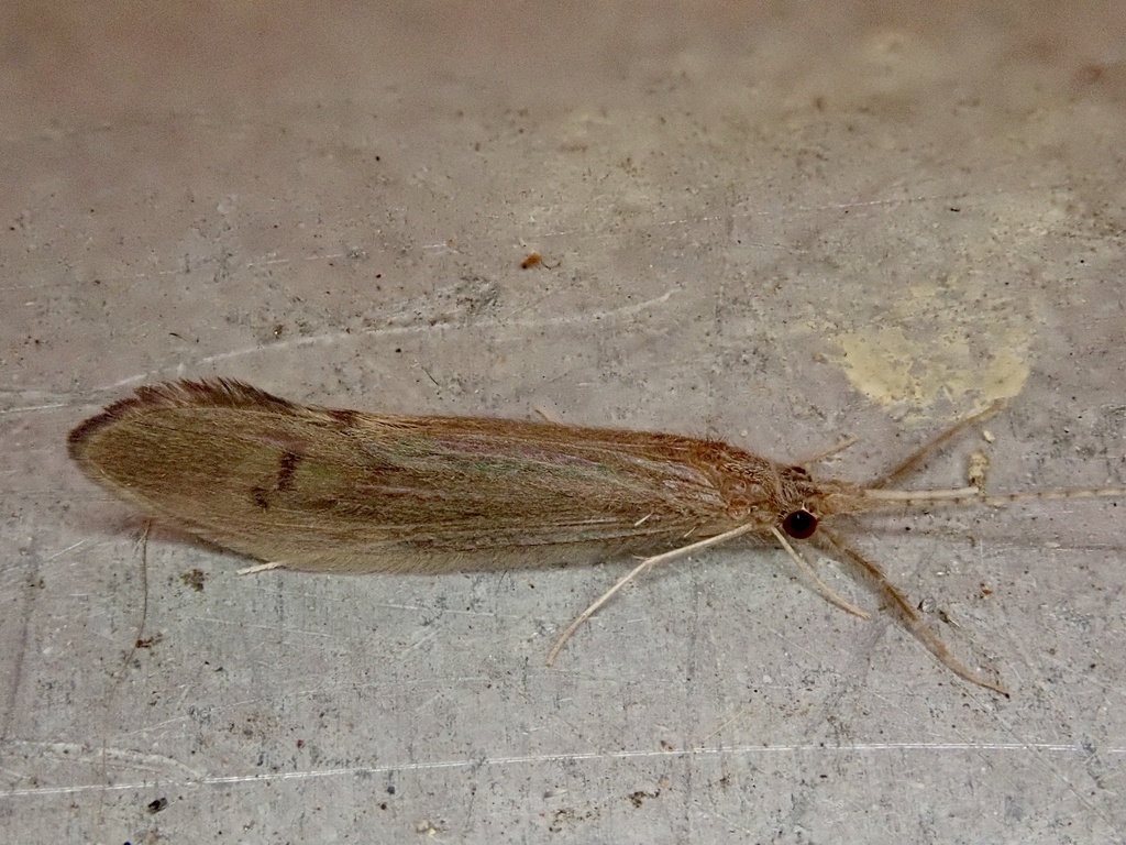 Oecetis