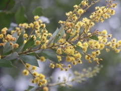 Acacia cultriformis
