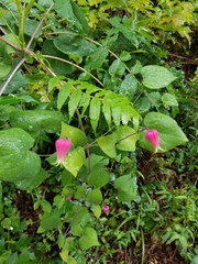 Clematis glaucophylla