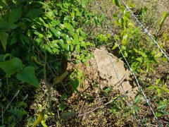Geomys pinetis