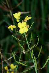 Brassica fruticulosa