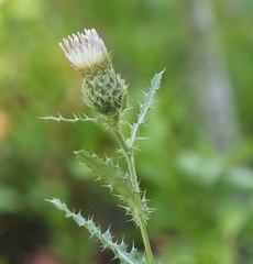 Cirsium centaureae