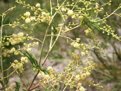 Acacia deanei