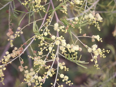 Acacia deanei