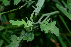 Brassica fruticulosa