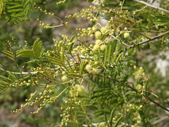 Acacia deanei